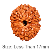 11 Mukhi Rudraksha (Indonesian Normal)